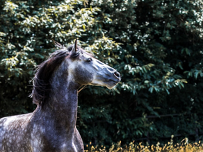 Lastige paarden bestaan niet, paarden die vastzitten in de emoties van de ruiter wel