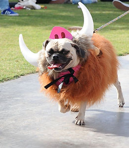 Dog walk 2.jpg