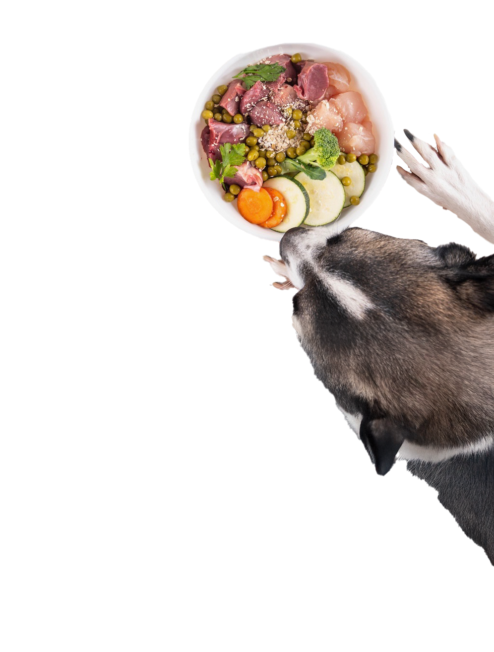 Hund frisst aus Napf mit gesunder Futtermischung - zusammengestellt von Ernährungsberater für Hunde - Michael Graf Aufgenapft