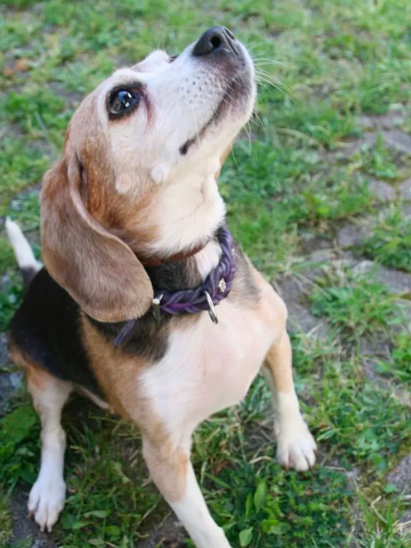 Hund von Kundin nach erfolgreicher Beratung - Ivy von Mareike - Aufgenapft - Michael Graf