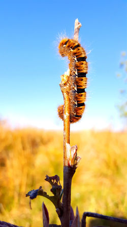 Caterpillar