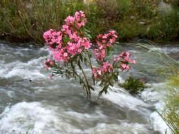 Rivier.jpeg
