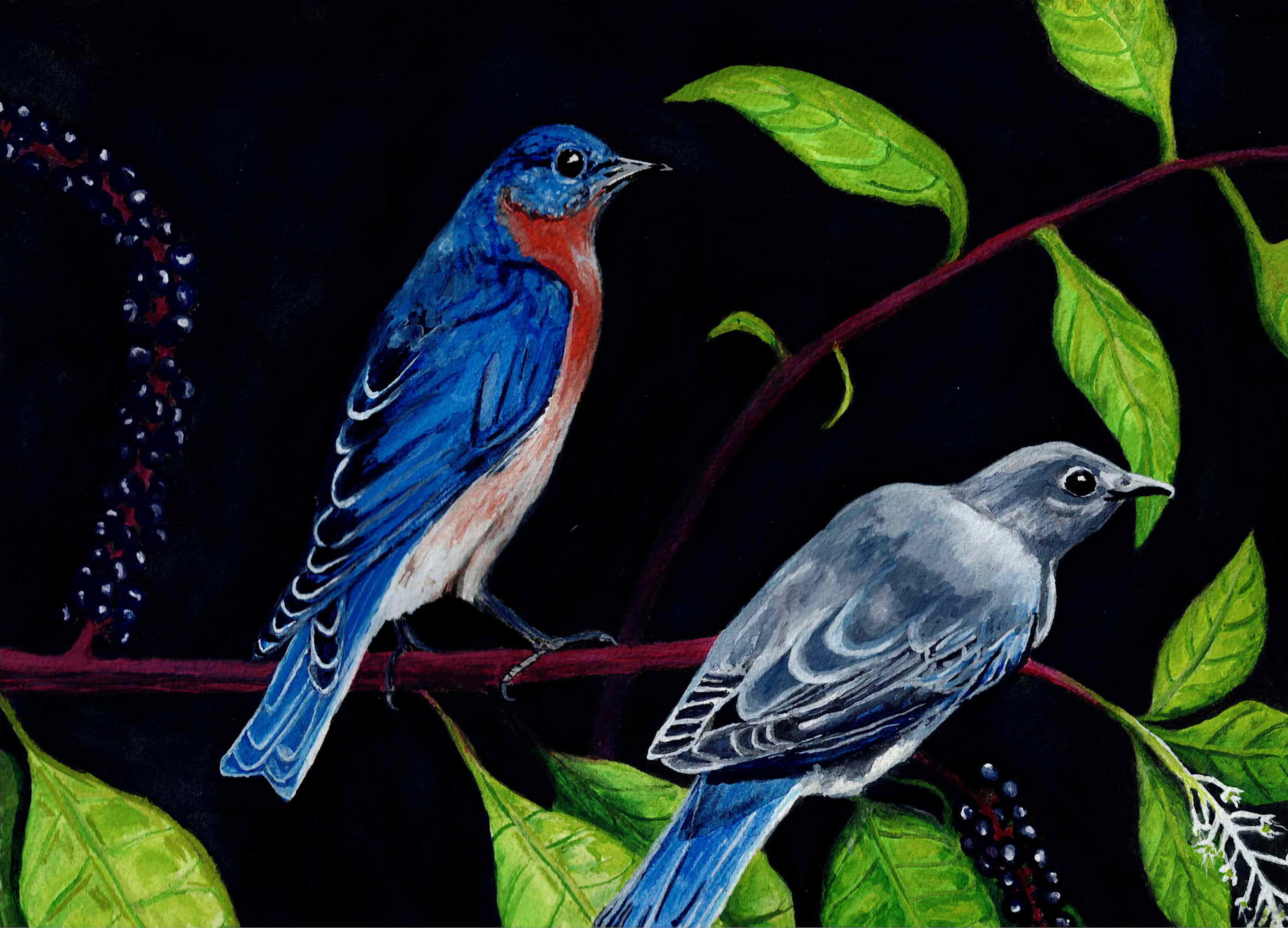 Eastern Bluebirds and American Pokeweed