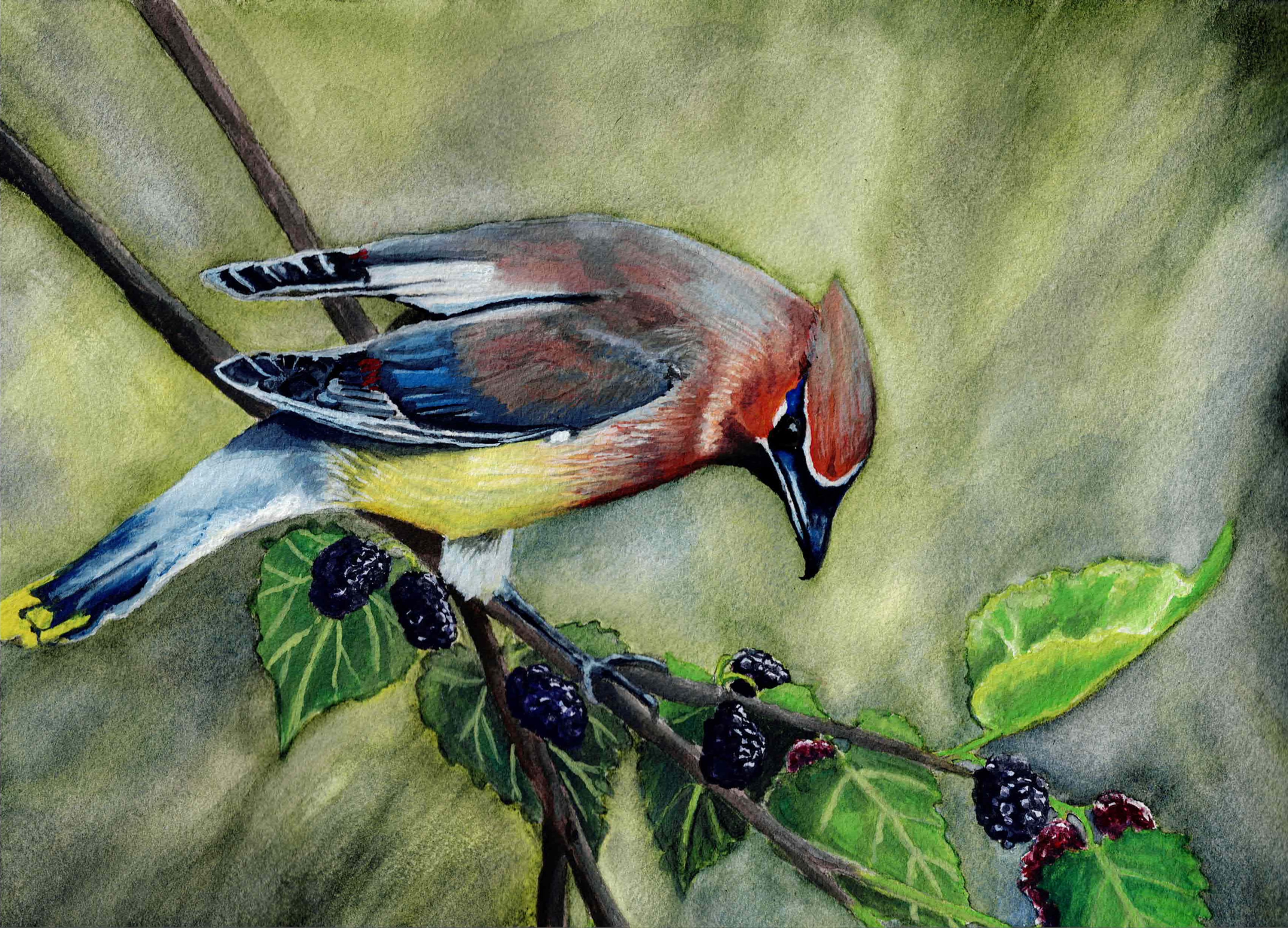 Cedar Waxwing and Red Mulberry