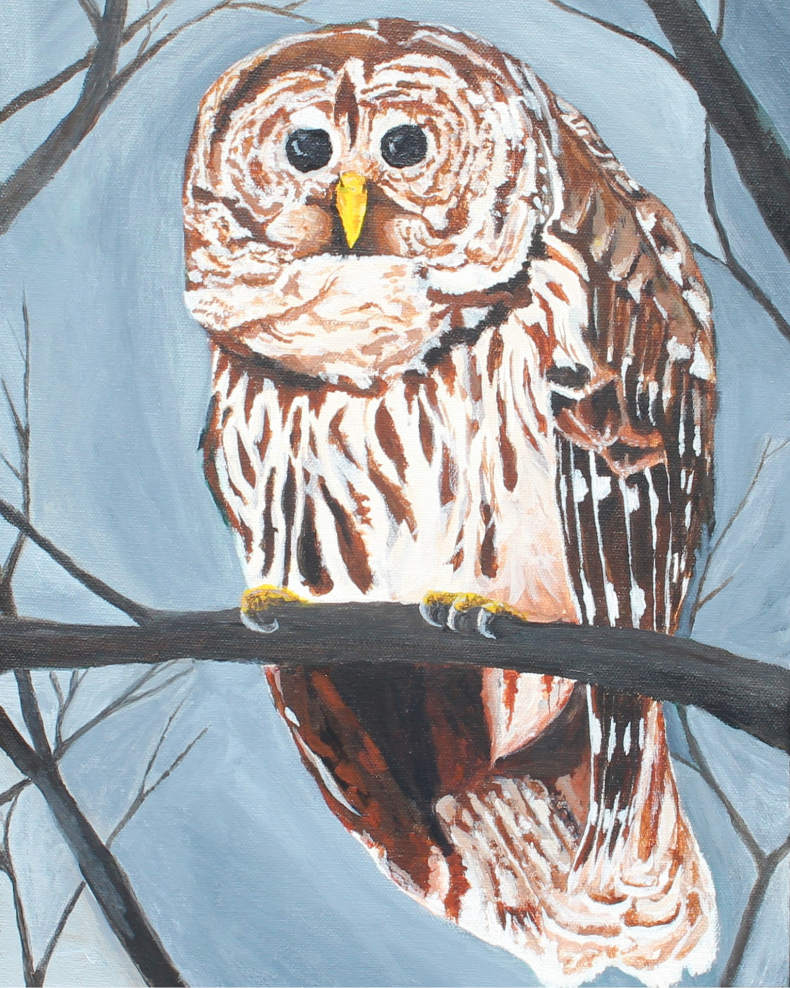 Barred Owl