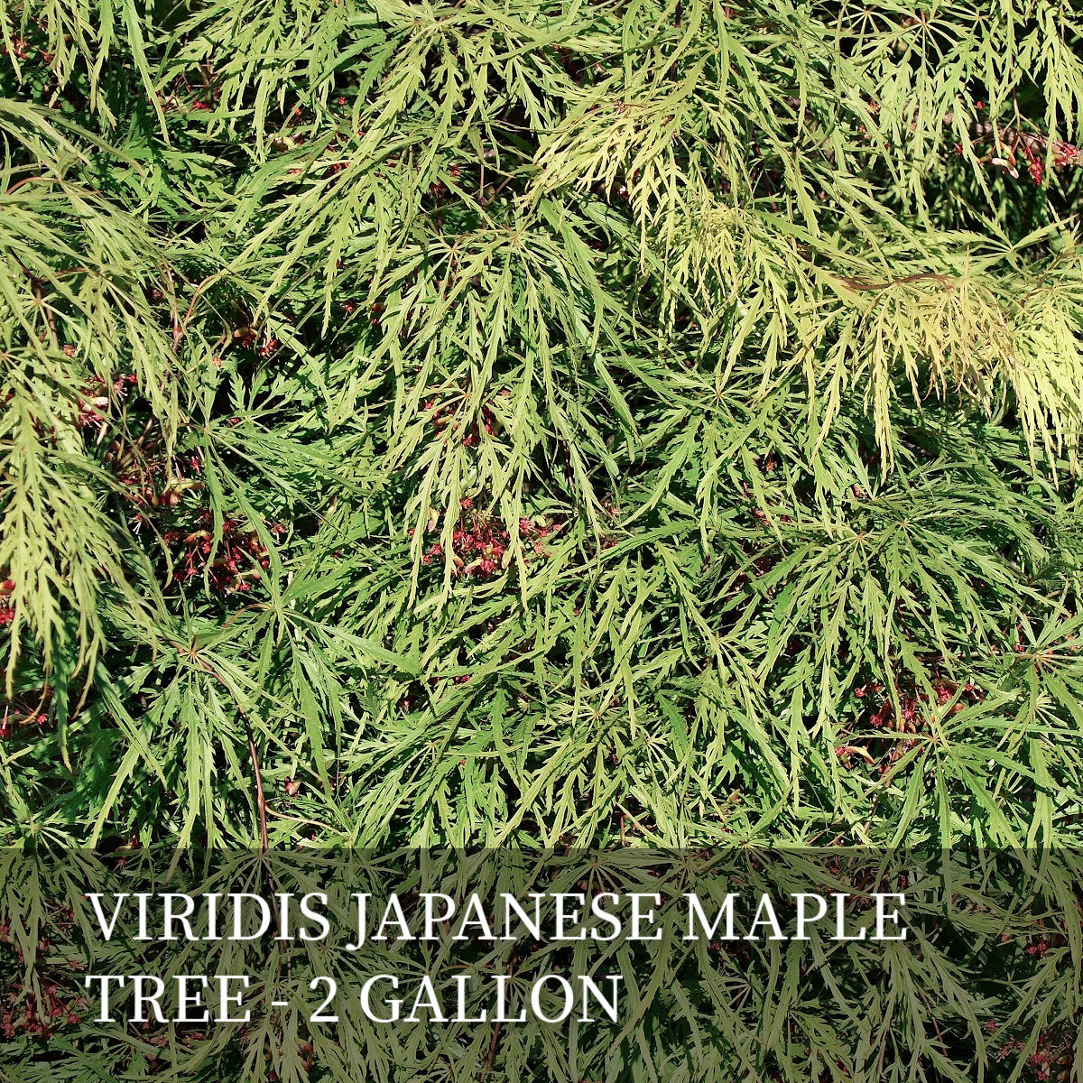 Viridis Japanese Maple 2 Gal