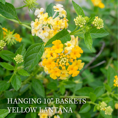 Lantana - Rose - 10