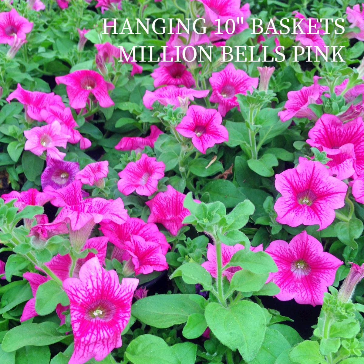 Million Bells 10" Hanging Basket