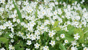 Chickweed: The Weed We Should All Learn to Love