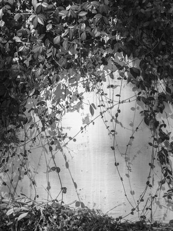 Havard_A1_02012022_Emphasis.jpg
