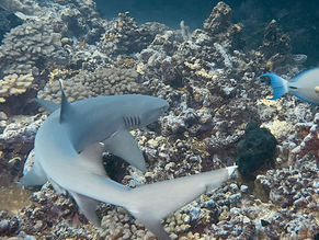 Makemo & Fakarava atol, Tuamotu, FP. The Wall of Sharks !!! (Blog 98)