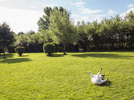 Rapid Results: Quick Fixes for a Vibrant, Green Lawn