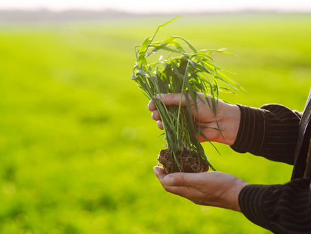 Understanding Overseeding and How to Do It Right