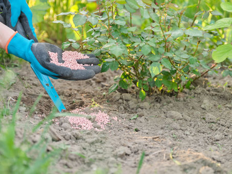 When to Fertilize Your Lawn in Spring in Indiana: Expert Tips for a Healthy, Lush Yard