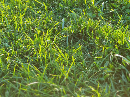 When Should I Aerate My Yard in Indiana? Expert Tips for a Healthy Law