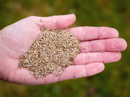 Timing is Everything: When to Overseed Your Indiana Lawn for Maximum Results
