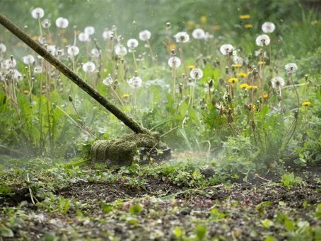 How to Achieve a Weed-Free Lawn: Proven Strategies and Products