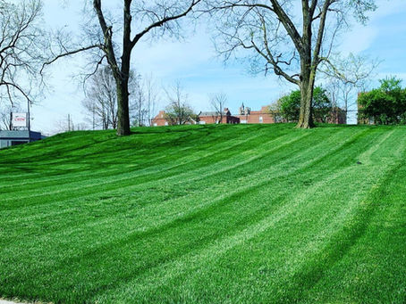 Long vs. Short Grass in Spring: Which is Better for Your Lawn?