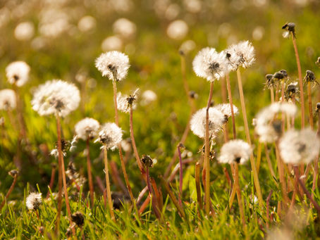 Essential Weed Control Tips for Indiana Lawns: Keeping Pesky Intruders at Bay