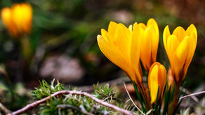 April 2022 Happenings Newsletter