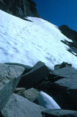 Mountain goat tracks