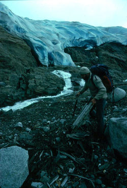 Wood buried by advancing glacier