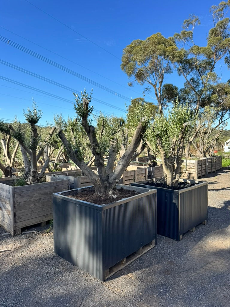 Mature Olive Tree Medium With Colorbond Box