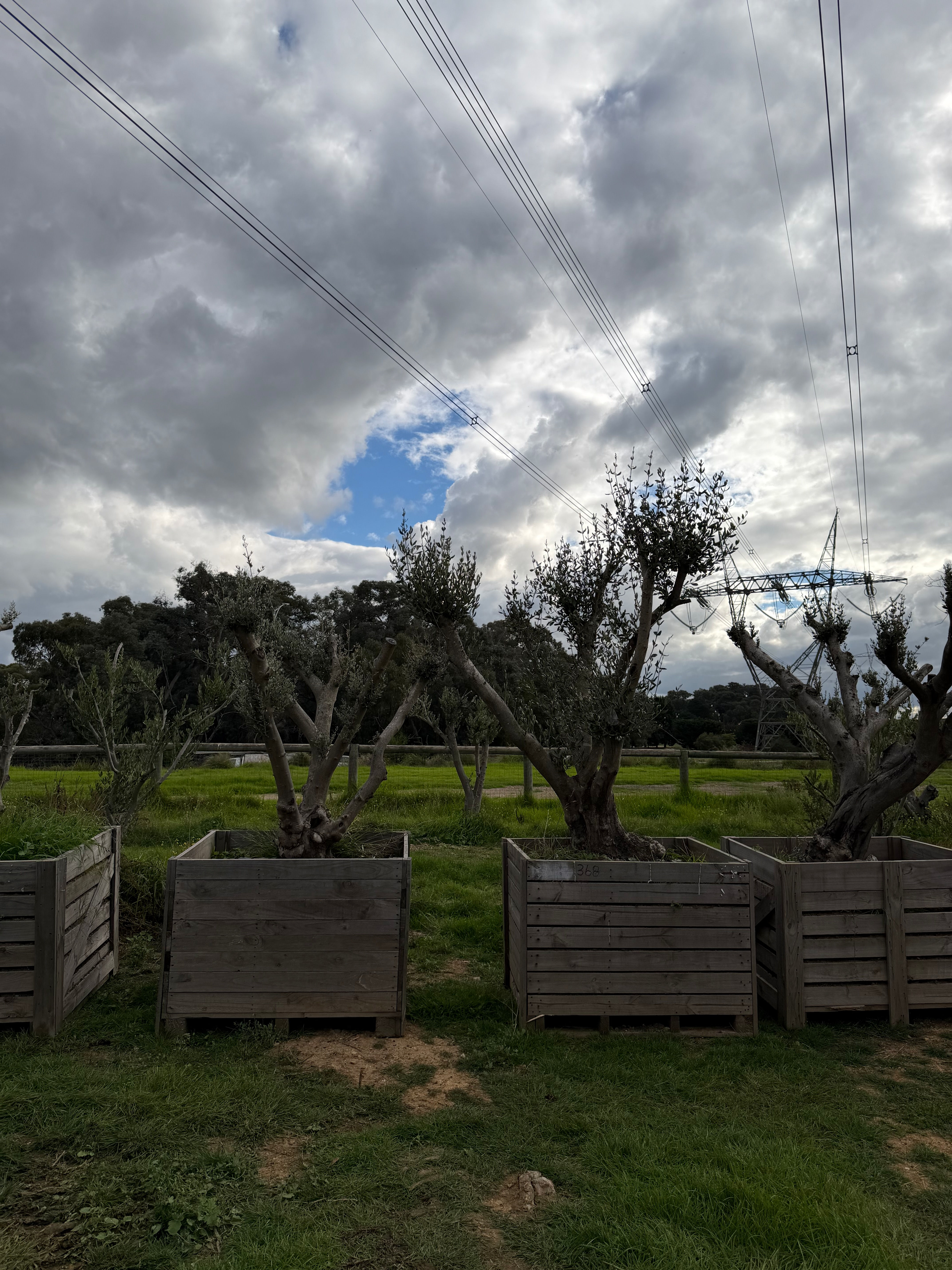 Mature Olive Tree Extra Large