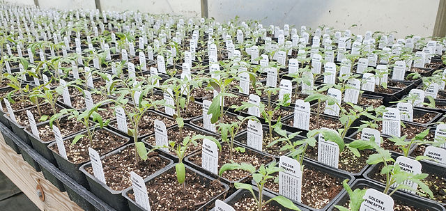Itty bitty tomato babies