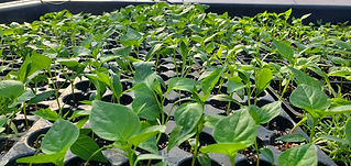 Pepper seedlings - love them