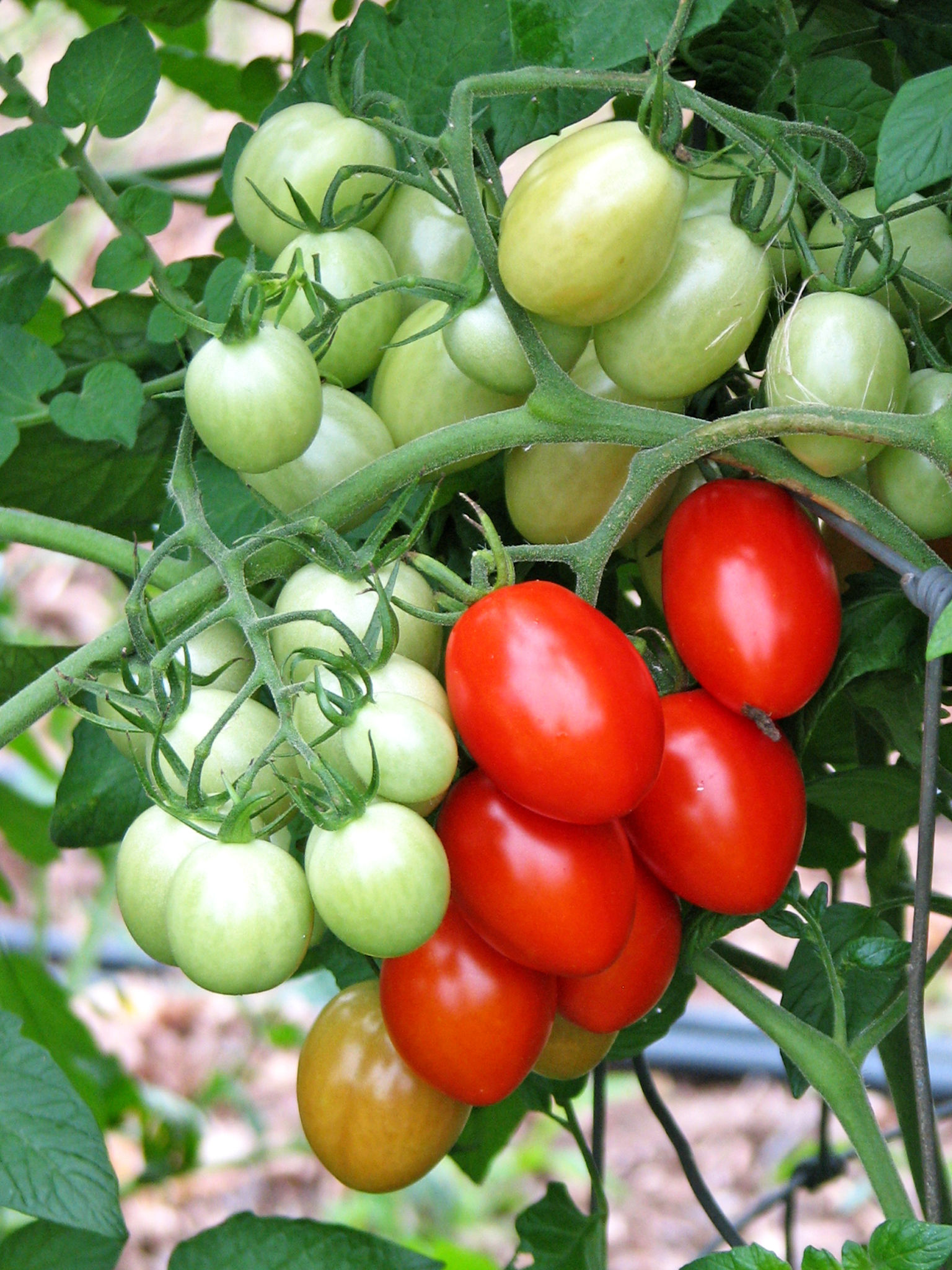 MOM'S BIG FAT GRAPES