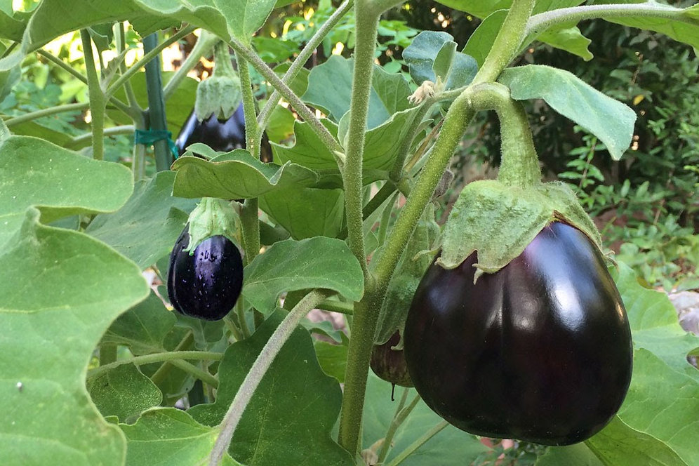 EGGPLANT, Black Beauty Michigan Heirlooms