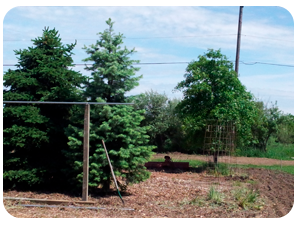 Pine trees in center of garden