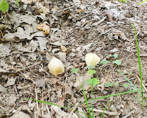 Thumbnail: GROUND CHERRY