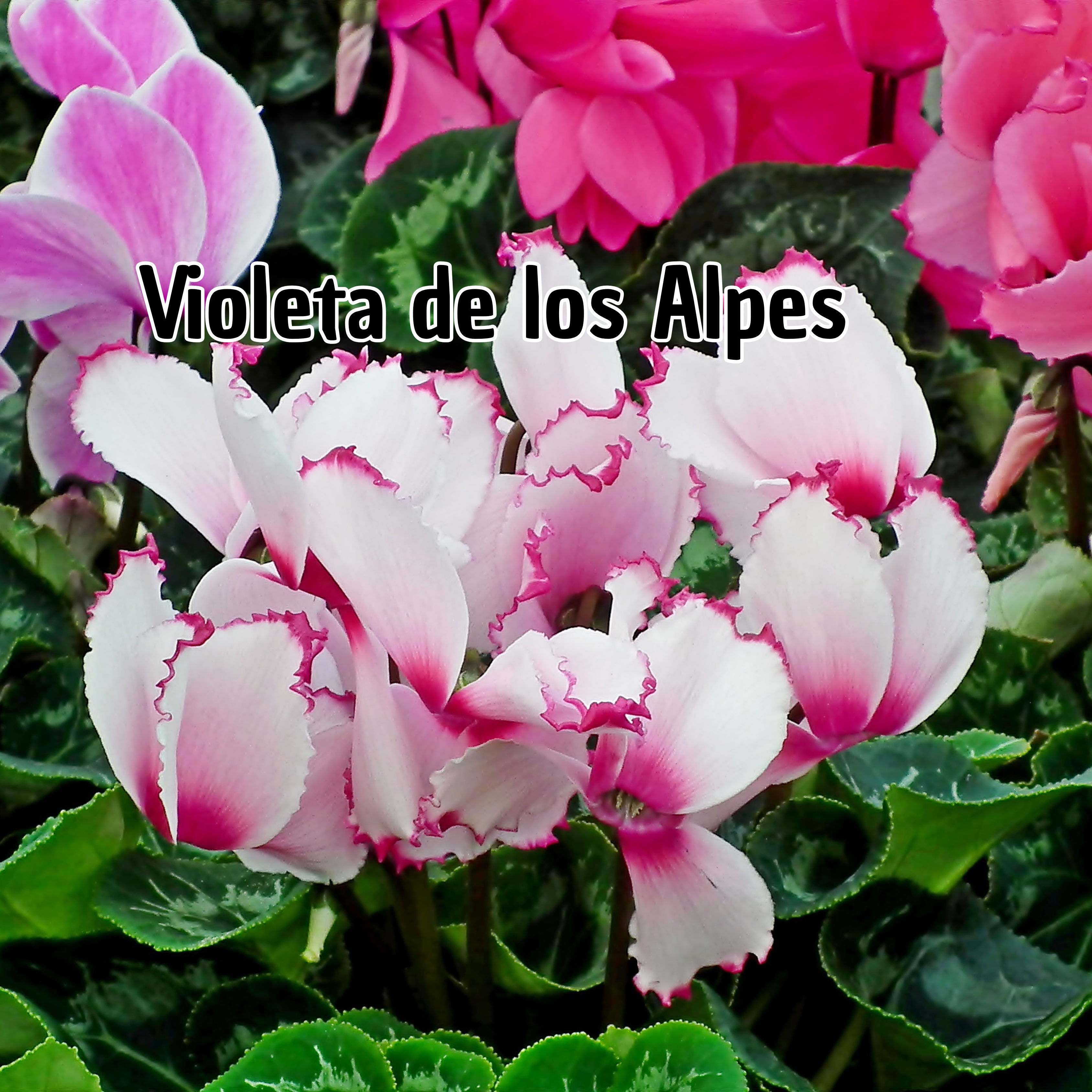 Violeta de los Alpes