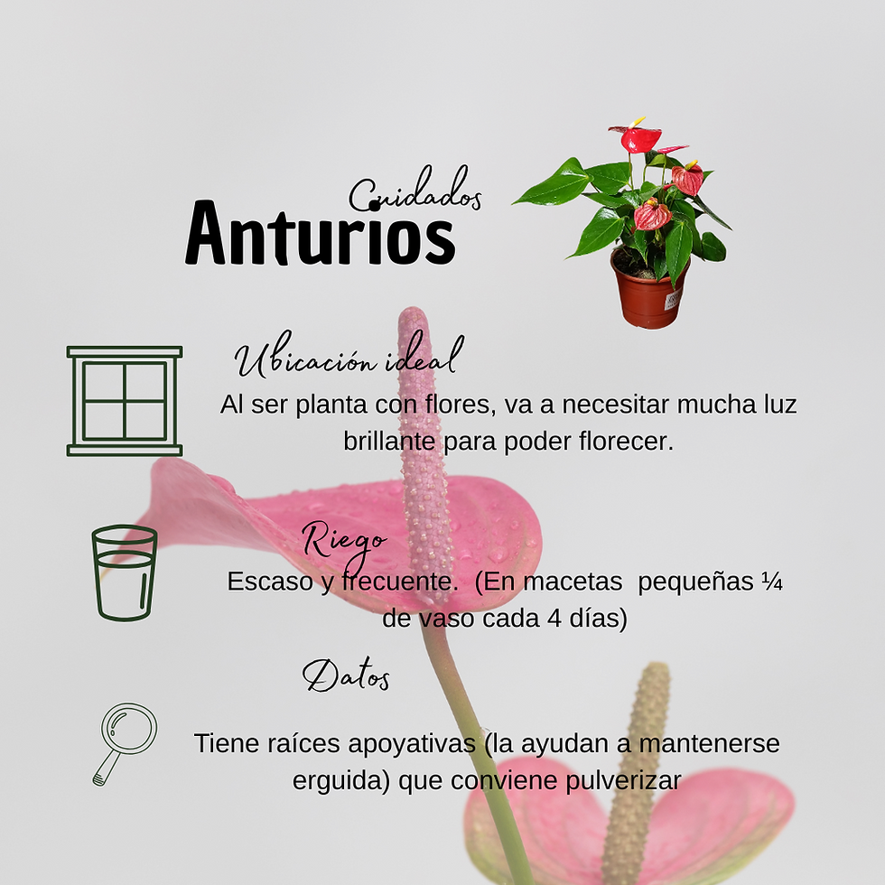 Miniatura: Anturio