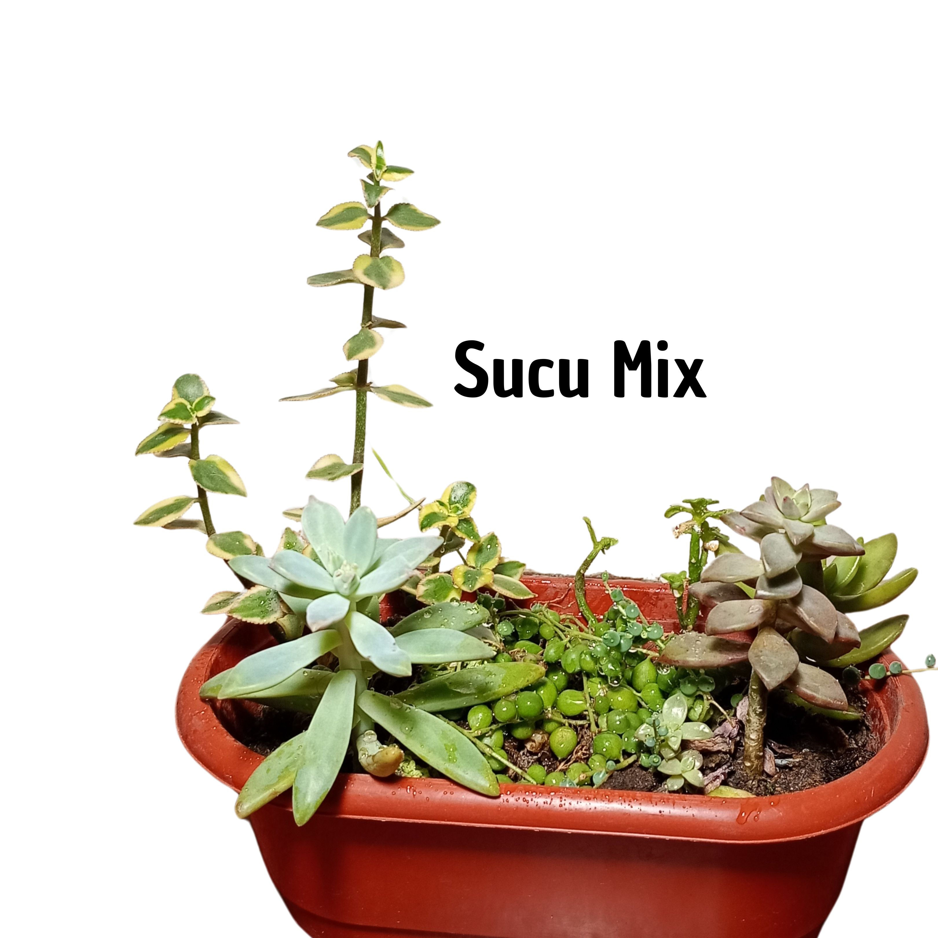 Suculenta MIX
