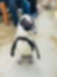Penguin Encounter 1.jpeg