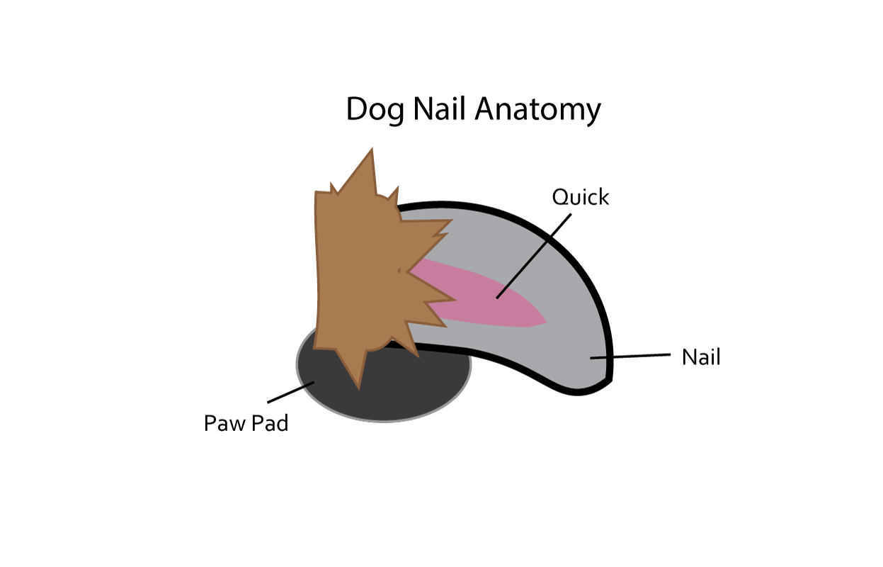 dog-anatomy-header-pic.gif