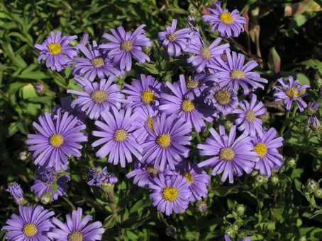 Nghiên cứu về loài hoa Cúc cánh mối (Aster amellus)
