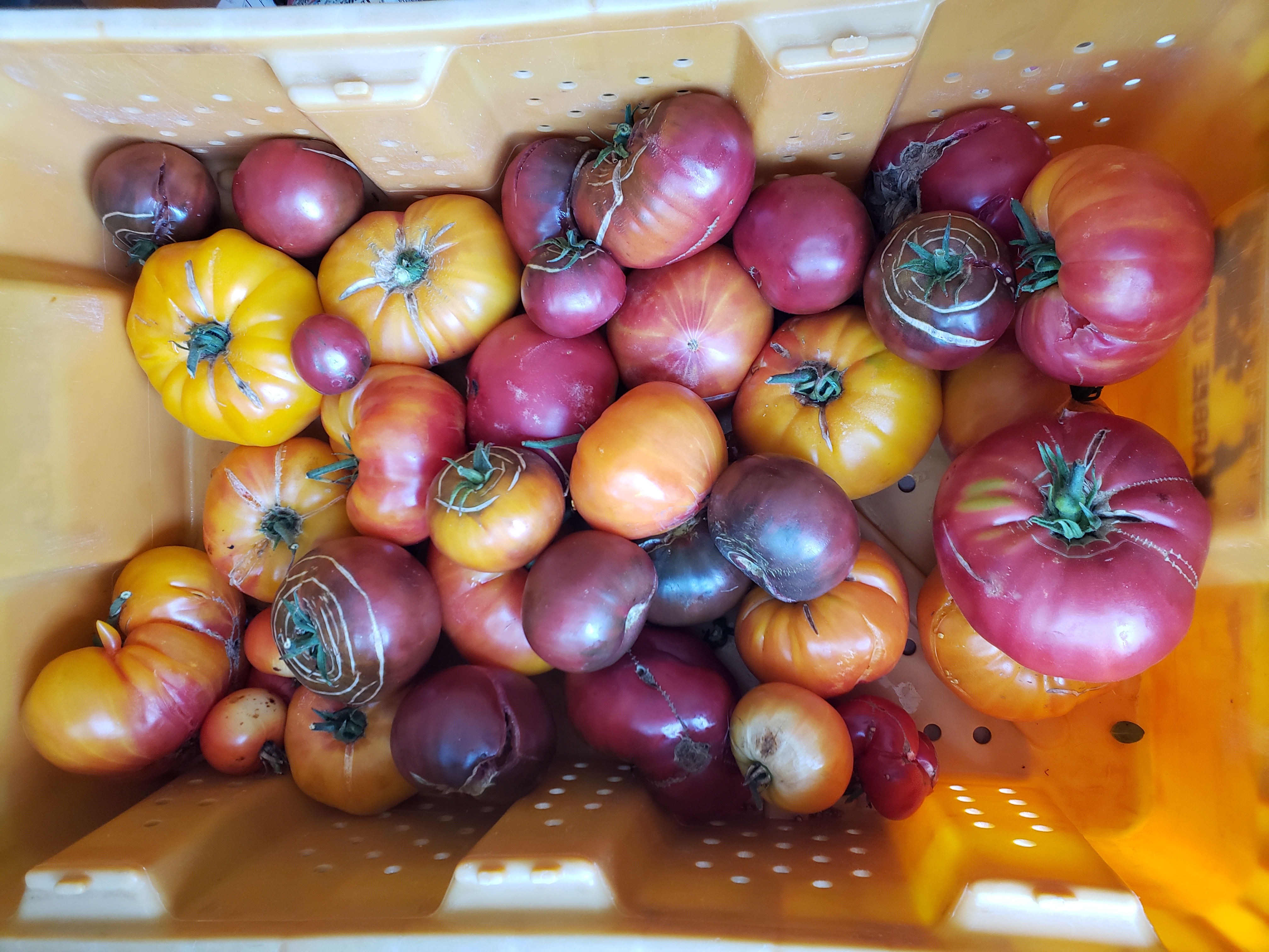 Arranged Food and Objects