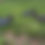 Thumbnail: Green Wing Teal Decoy