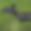 Thumbnail: Green Wing Teal Decoy
