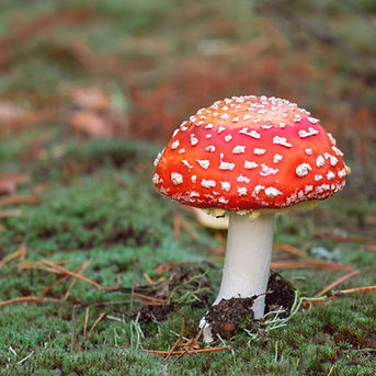 fly-agaric-2.jpg