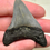 Thumbnail: Megalodon Tooth in Display Frame
