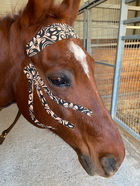 Caliber Equine kinesiologie taping
