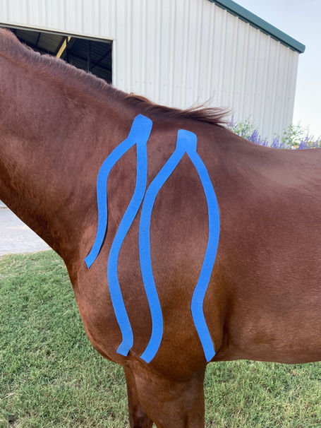 Caliber Equine kinesiologie taping