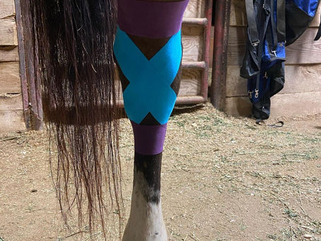 Bringing some hock support