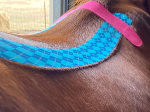 Caliber Equine kinesiologie taping