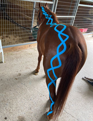 Caliber Equine kinesiologie taping